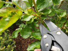 Load image into Gallery viewer, Arius Garden Ratchet Flat Anvil Pruner
